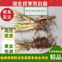 荣民双季早熟茭白老茎苗大量现货保质保量欢迎咨询
