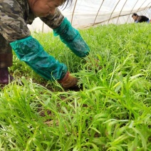 泥蒿湖北土特产湖北省洪湖市汊河镇黎蒿现摘现发