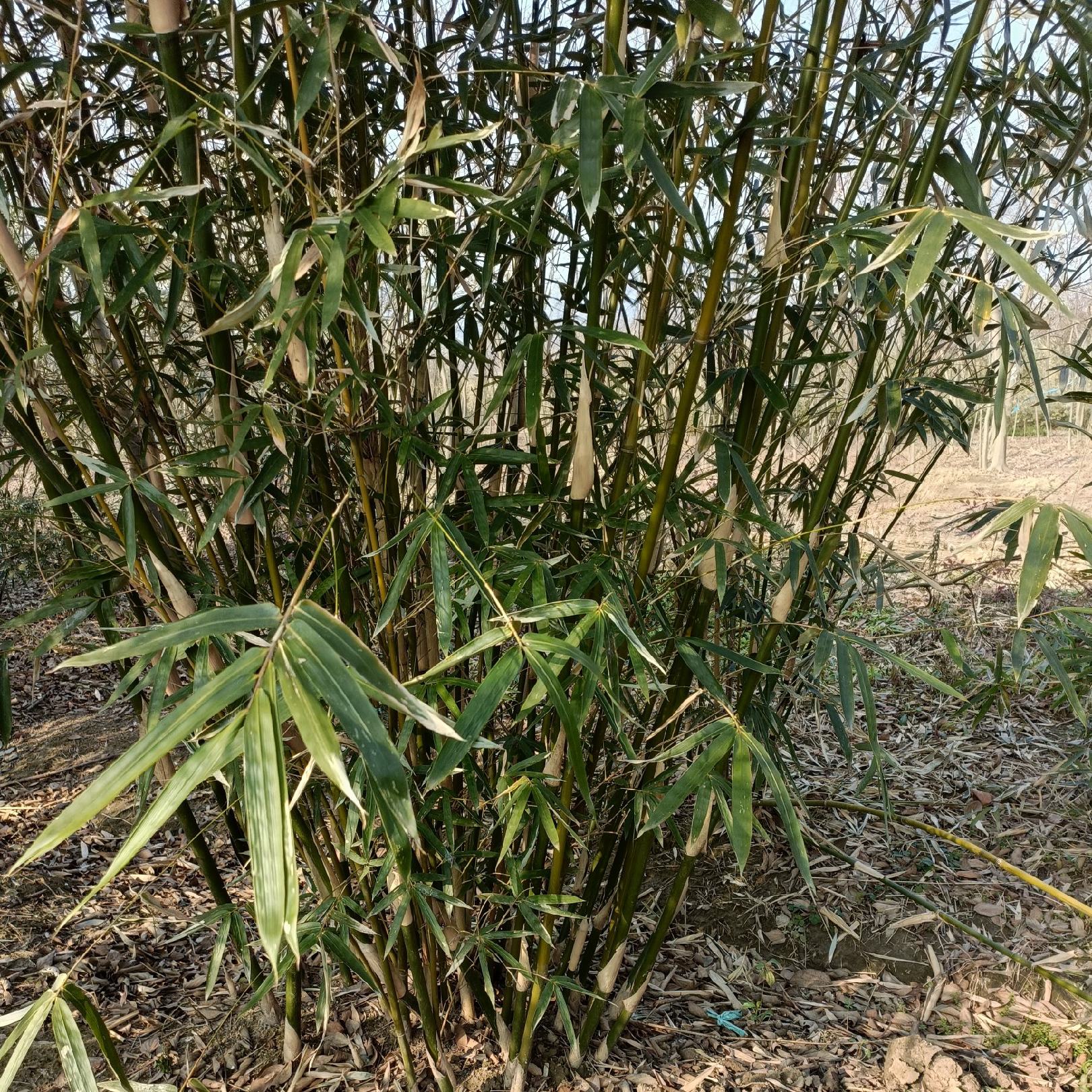 [慈孝竹批发]江苏宿迁沭阳县慈孝竹 2.00元/棵孝顺竹，又名慈 _ 一亩田