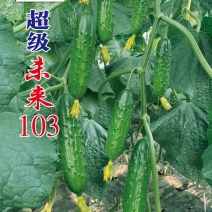 未来103黄瓜种子升级品种瓜色绿亮耐寒抗病大包旱黄瓜种子