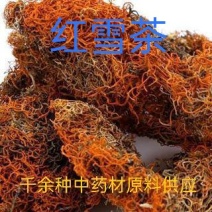 红雪茶雪茶西藏红雪茶高原红雪茶金刷把中药材中草药批发