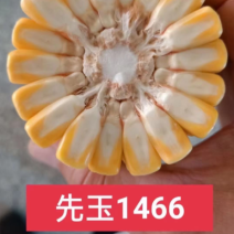 先玉1466玉米种子粮饲两用活杆成熟抗锈抗倒