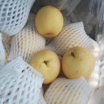 梨量大优惠应季