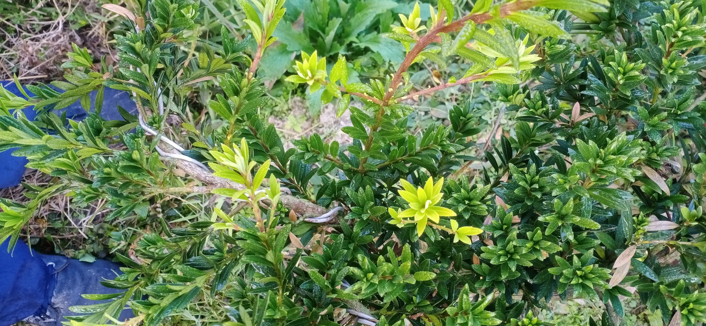 罗汉松植株整体受害情况对比图