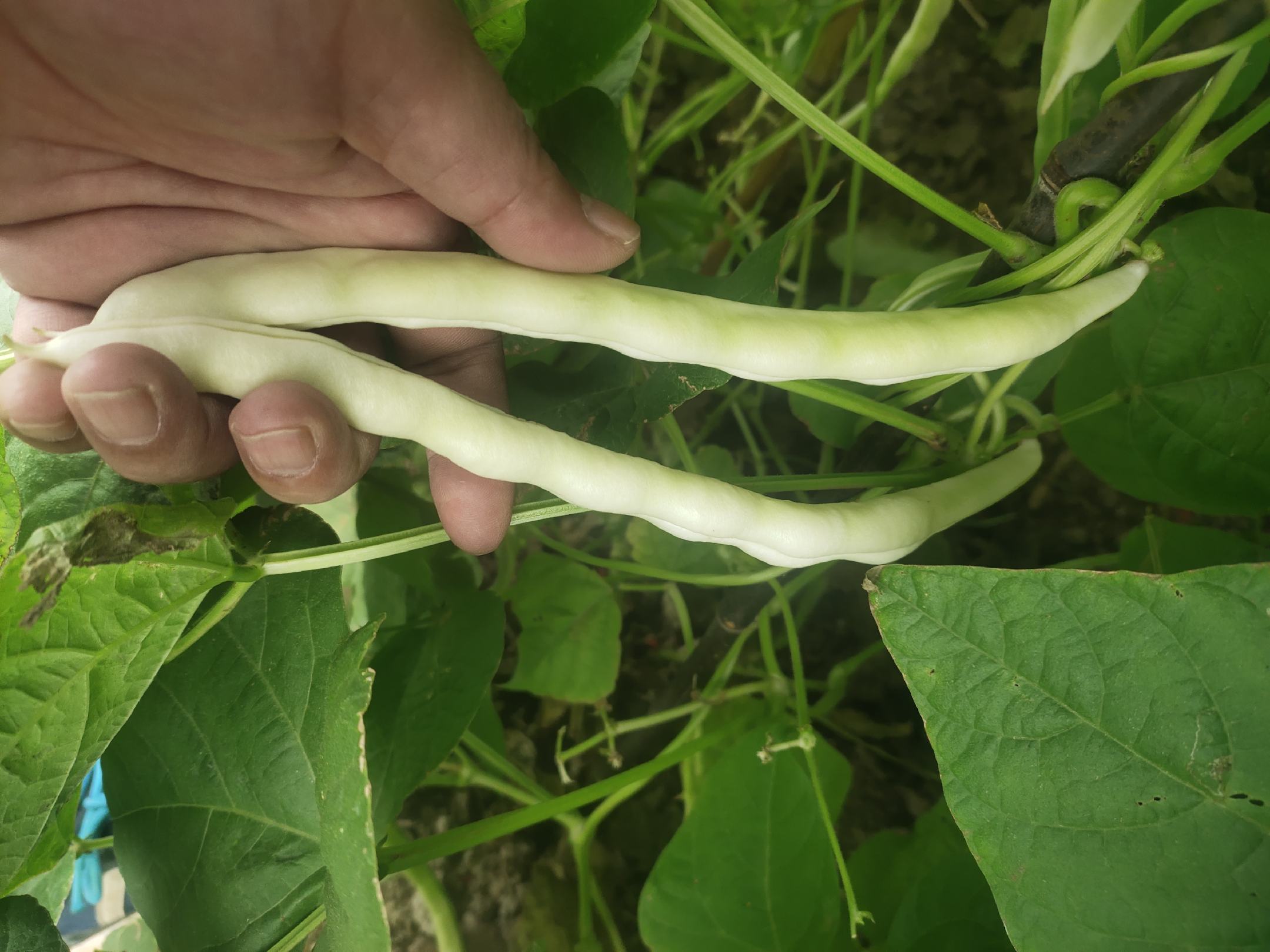 新鲜采摘的白不老豆特写