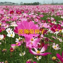 波斯菊种子格桑花花卉种子易种植开花早花期长景观庭院花海种