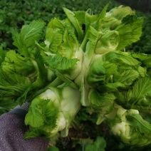 精品儿菜上市需要联系