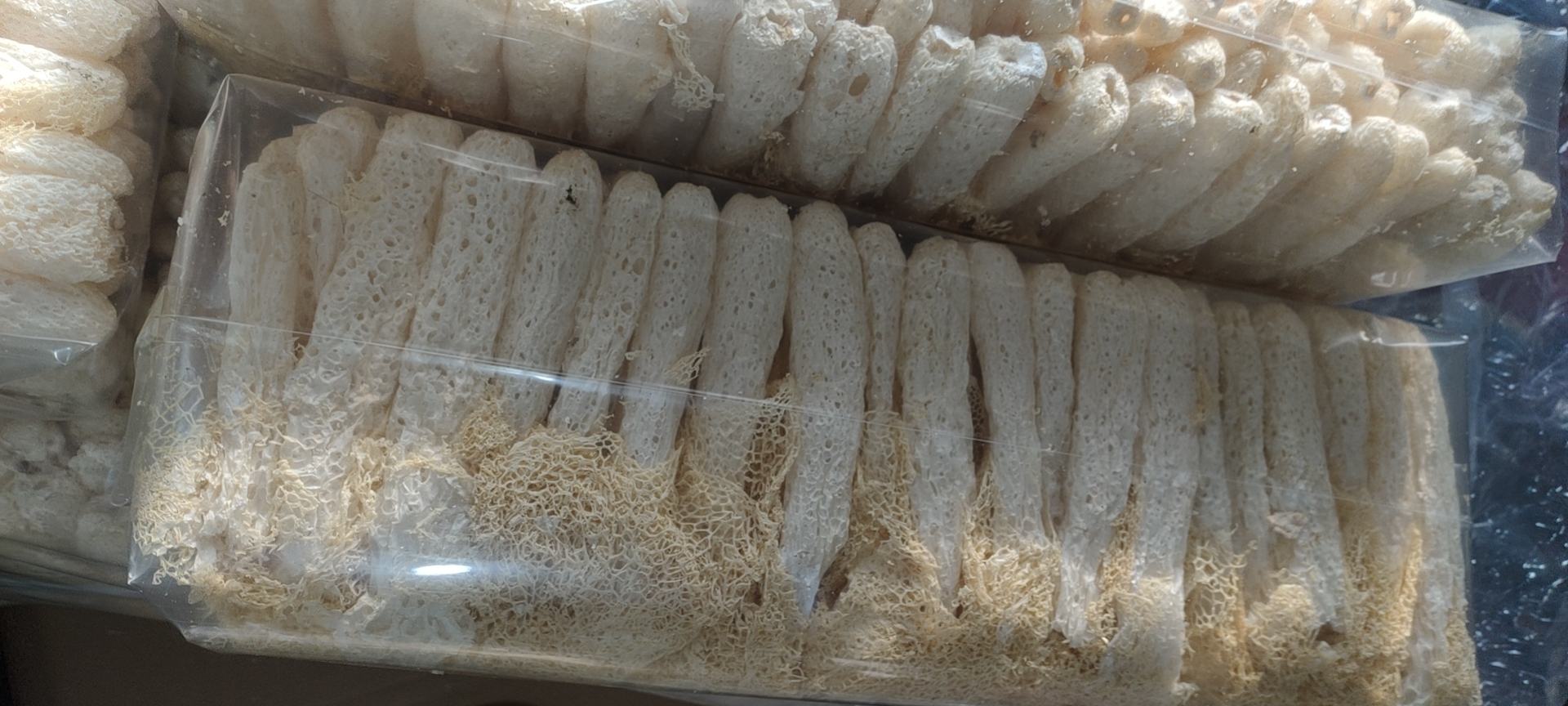 竹荪内部结构解剖示意图