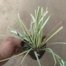 精品金叶苔草大量上市，基地直发直销，欢迎各位老板致电！