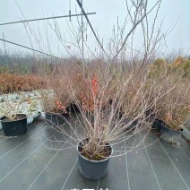喷雪花盆栽冬季耐寒好养带花苞花卉室内外阳台庭院木本植物