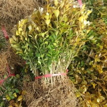 小叶黄杨床苗分栽小苗苗30/50公分高20/30毛球价格