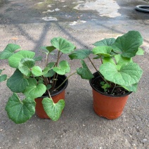 多年生大吴风草耐寒耐热耐阴庭院室外冬季花卉绿植盆栽