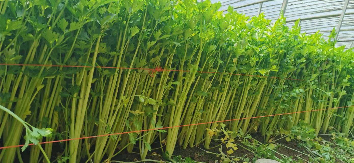 中国东北地区山芹菜主要产地分布图,包含黑龙江省伊春市铁力市、绥化市庆安县、牡丹江市宁安市,吉林省延边州敦化市、通化市柳河县等地名标注,地图背景为森林与农田交错地貌,突出显示各产区位置 东北山芹菜主产区地图标注