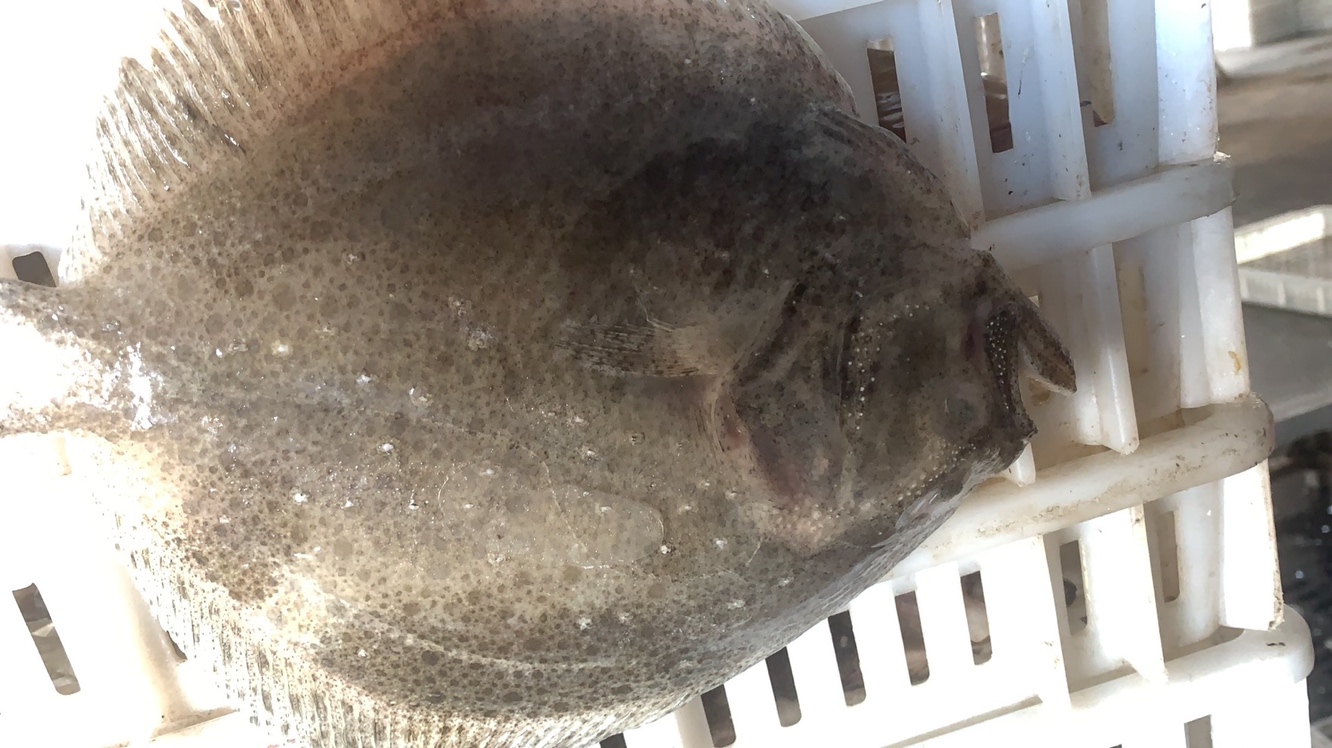 多宝鱼解剖示意图