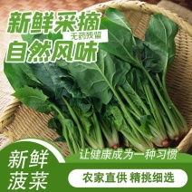 【推荐】曹县小叶菠菜大棚种植菠菜基地直发现摘现发