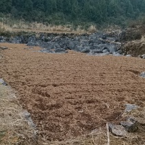 莓茶