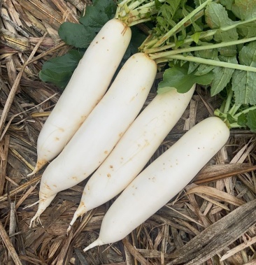 [白萝卜批发]白玉春萝卜价格0.60元/斤 - 一亩田