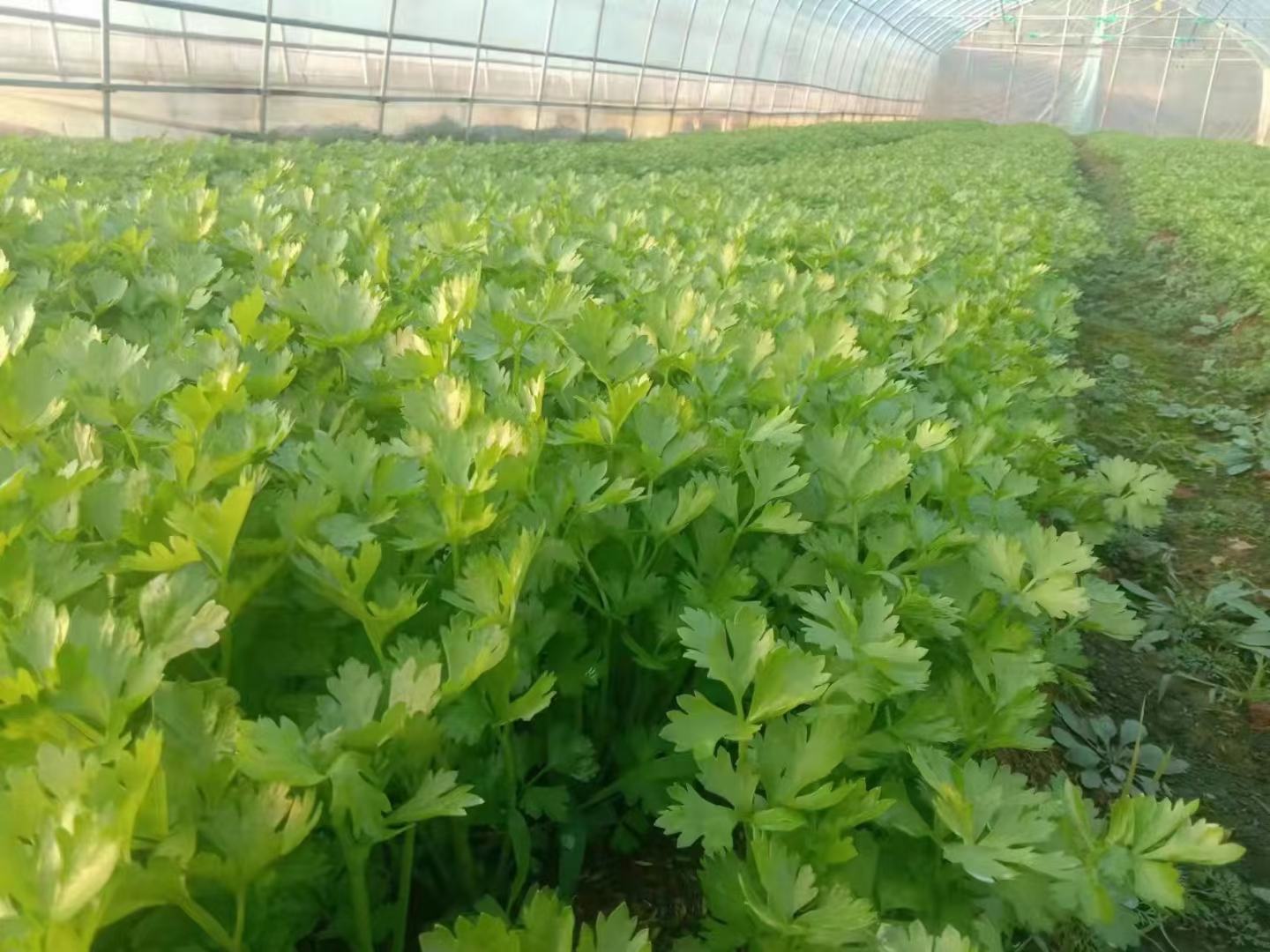 法式香芹植株特写