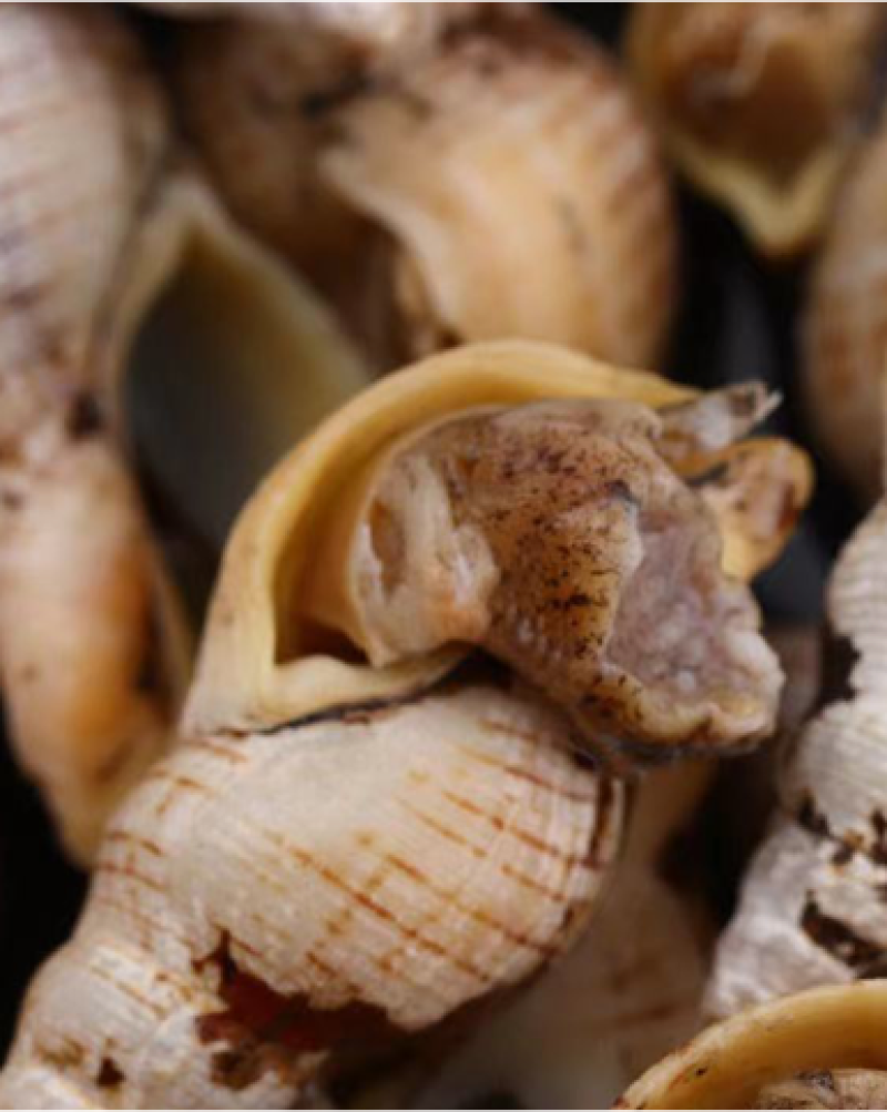 海瓜子海螺丝新鲜钉螺大红枣螺冷冻海锥烧烤夜宵麻辣海鲜食材