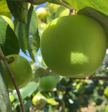 [青枣批发]小苹果青枣价格10.00元/斤 - 一亩田