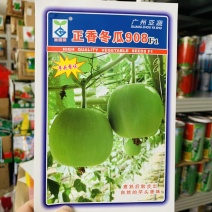 新研发小型冬瓜新品种芋头香味冬瓜种子一串铃冬瓜耐热
