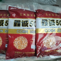 矮杆，大穗，抗玉米螟大田玉米