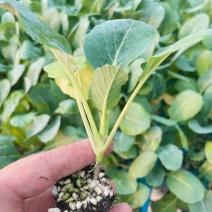 炎秀西兰花苗耐热西兰花苗山东寿光西兰花苗基地发货