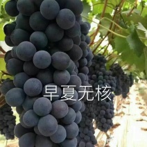 早夏无核葡萄苗，早熟，自然无核，脆甜高产保纯基地直发