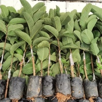 【正品】台湾珍珠番石榴苗，基地现挖，包成活率，品种纯正