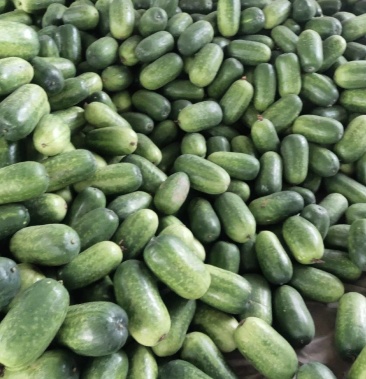 2斤以上一串铃精品绿皮小冬瓜大量上市货源充足客户至上