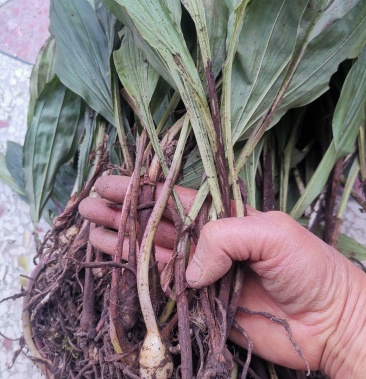 毛慈菇苗大小均有欢迎选购