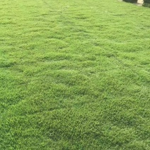草皮
