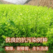大叶女贞种子小叶女贞种子金叶女贞种子女贞种子工程绿化