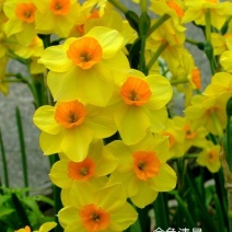 年宵花～洋水仙盆栽～金色清晨～带苞发货～2盆包邮