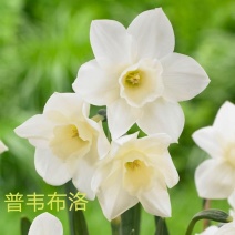 年宵花~洋水仙～普韦布洛～春节开花～带苞发货～馈赠佳品