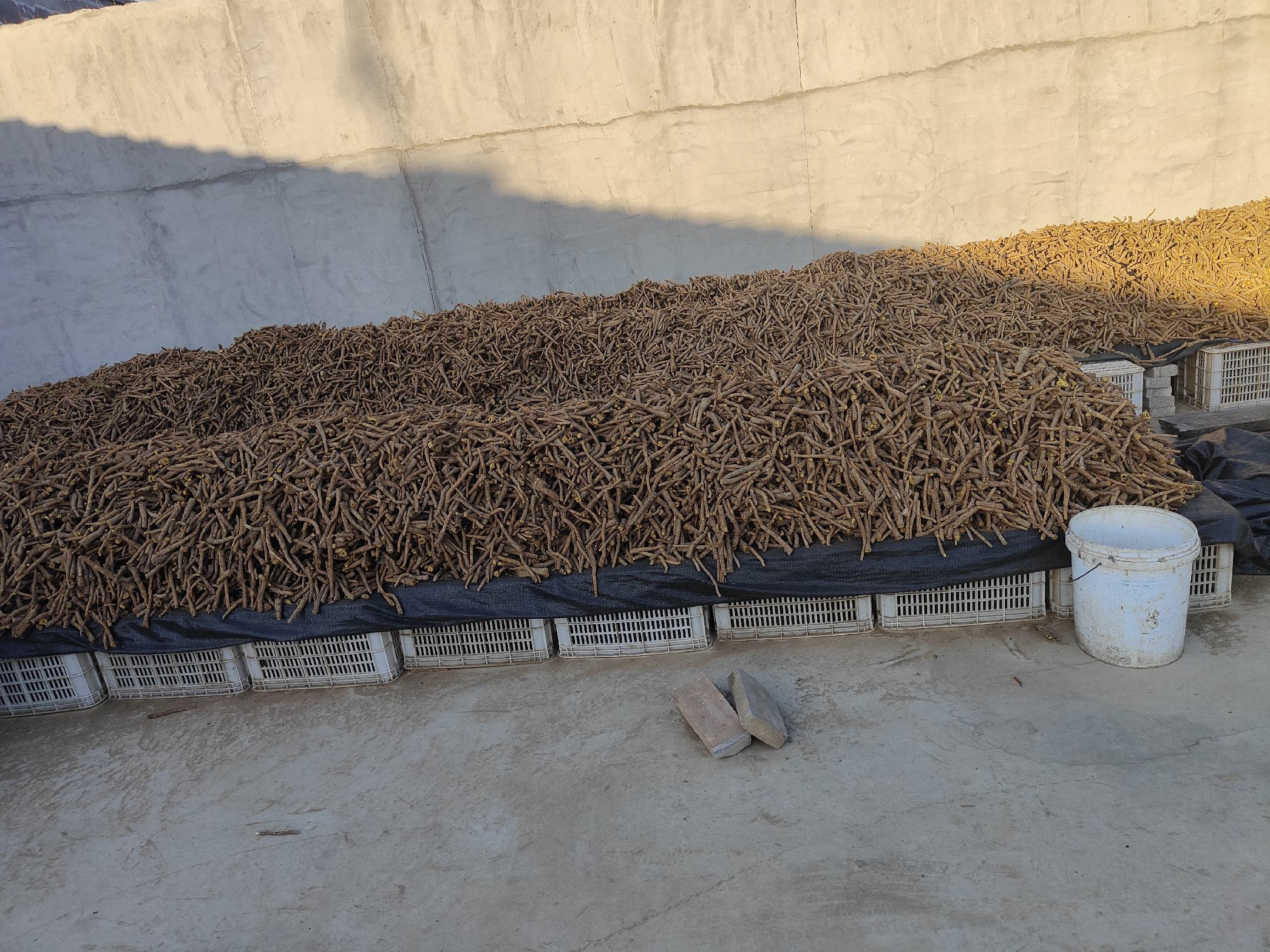 黄芩成品储存图