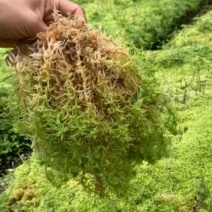 海花草，泥炭藓，水苔