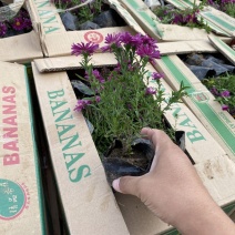 荷兰菊自产自销荷兰菊种植基地60万荷兰菊批发