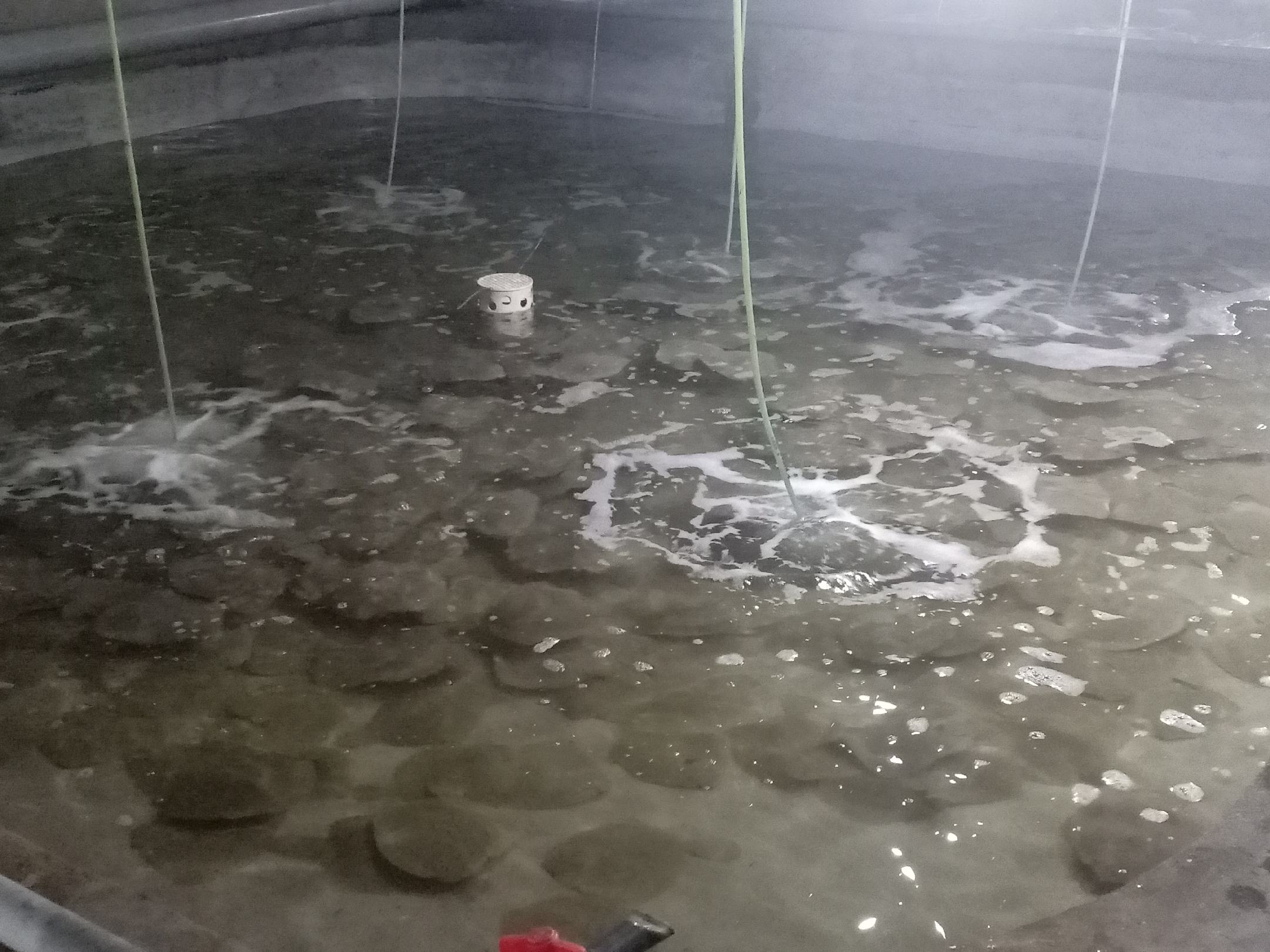 多宝鱼健康与病态个体对比图