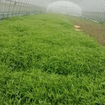 湖北仙桃市本地泥蒿绿杆香味十足价格优惠