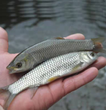 草鱼苗活体草皖草混子四大家鱼苗淡水