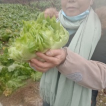 儿菜