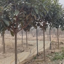 枇杷树香樟树大量