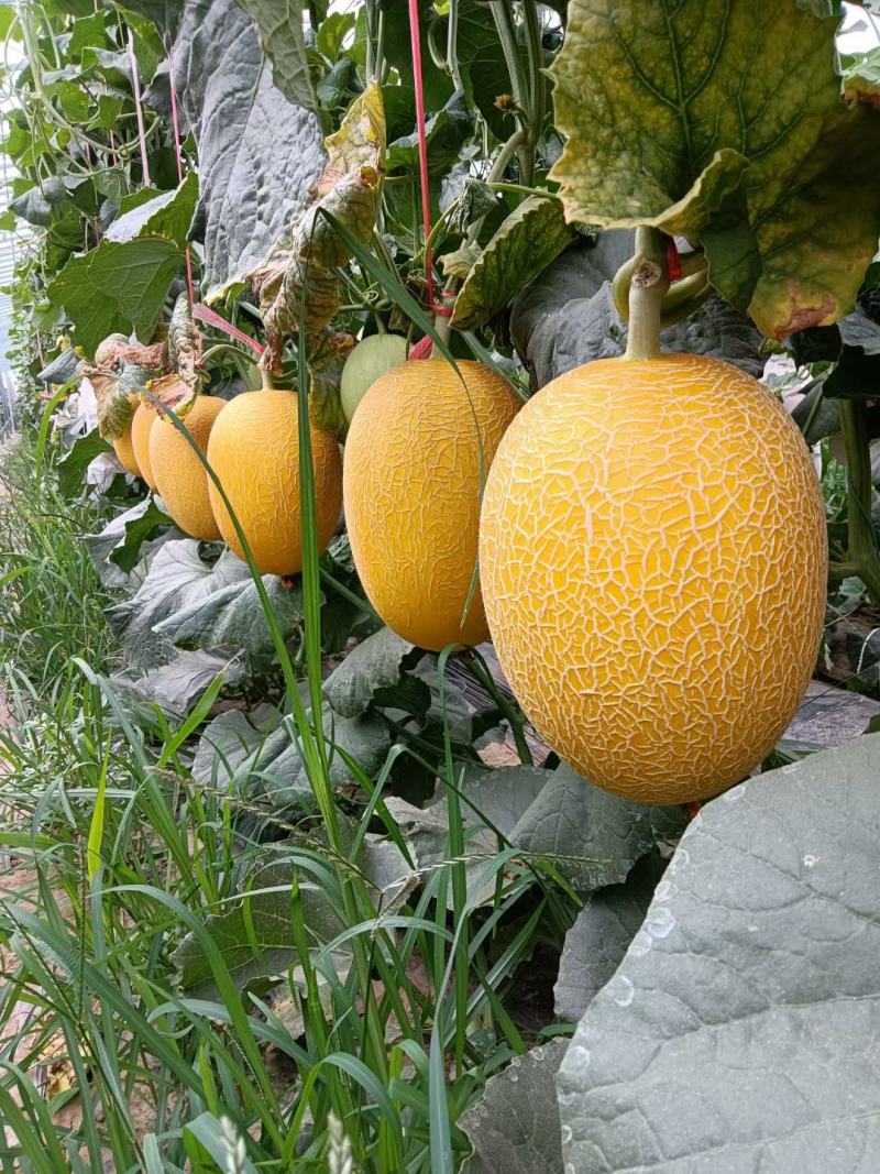 凤金6号金凤凰哈密瓜支持一件代发.欢迎选购.