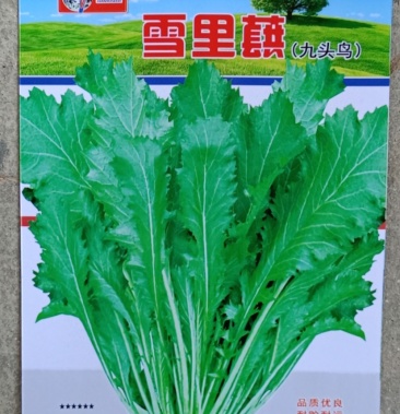 纯丰雪里蕻种子腌菜雪里红种子雪菜种子