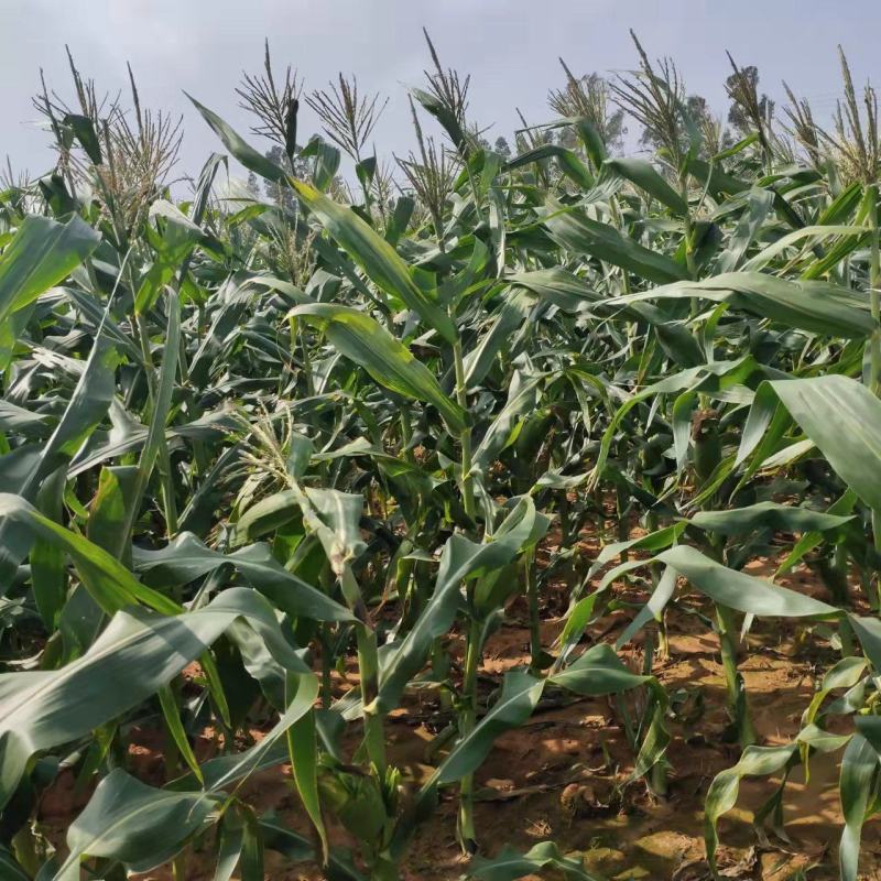 海南省,东方市,水果玉米,太阳花玉米,物超所值,大量供货