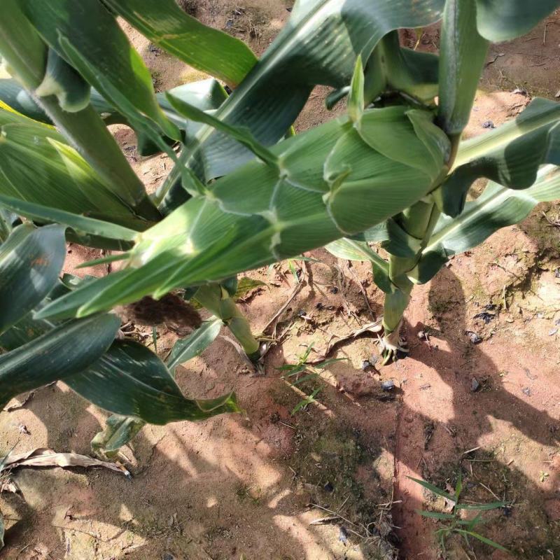 海南省,东方市,水果玉米,太阳花玉米,物超所值,大量供货