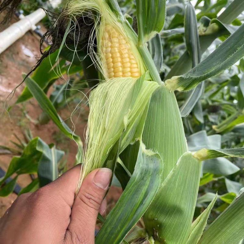 海南省,东方市,水果玉米,太阳花玉米,物超所值,大量供货