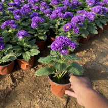 [荐]翠菊自产自销翠菊种植基地。300万处理