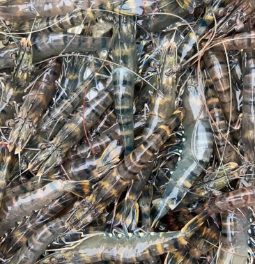 鲜活斑节虾草虾黑虎虾看清楚简介谢谢